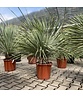 Palmlilien | Yucca Rostrata