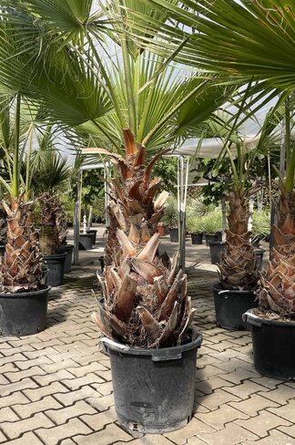 Washingtonia robusta