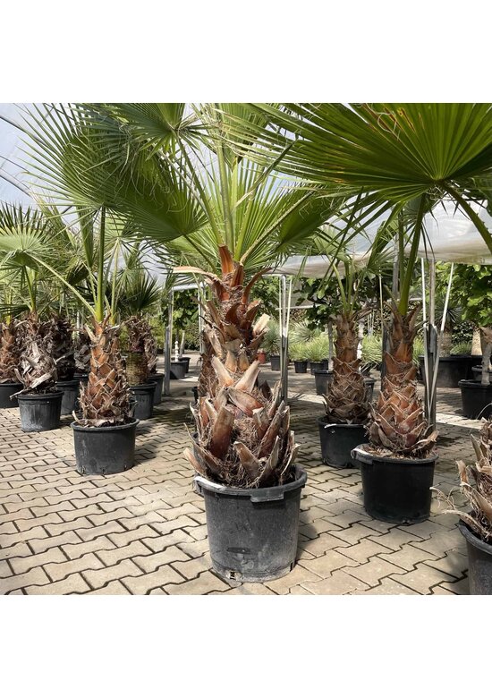 Washingtonia robusta