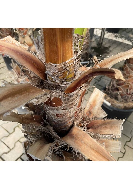 Washingtonia robusta