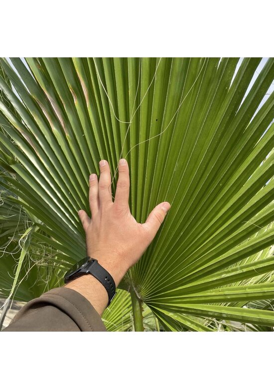 Washingtonia robusta