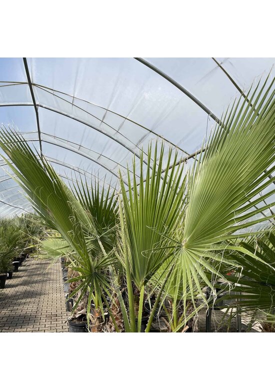 Washingtonia robusta