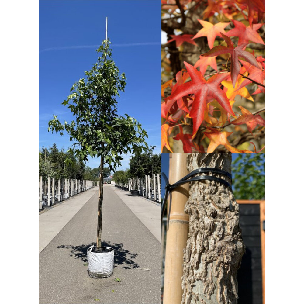 Amerikanischer Amberbaum kaufen? Direkt von der Baumschule Venovi