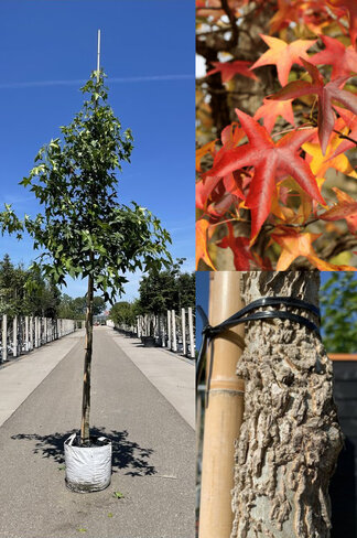 Amerikanischer Amberbaum | Liquidambar styraciflua