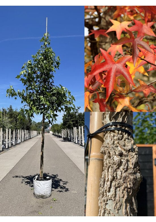 Amerikanischer Amberbaum | Liquidambar styraciflua