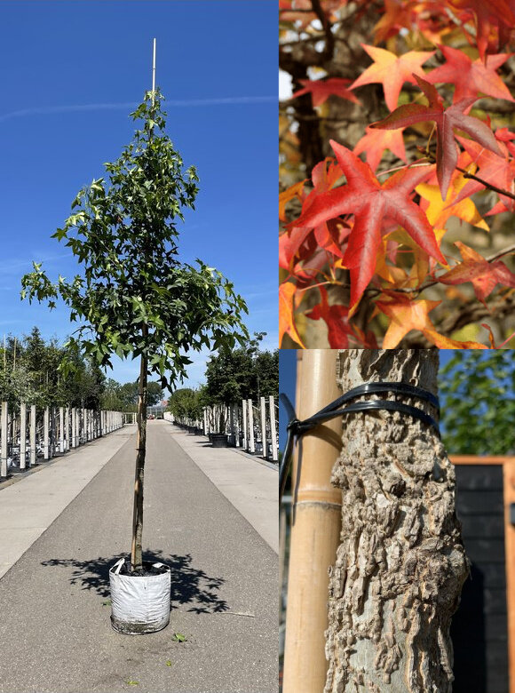 Amerikanischer Amberbaum | Liquidambar styraciflua Amerikanischer Amberbaum | Liquidambar styraciflua