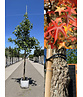 Amerikanischer Amberbaum | Liquidambar styraciflua