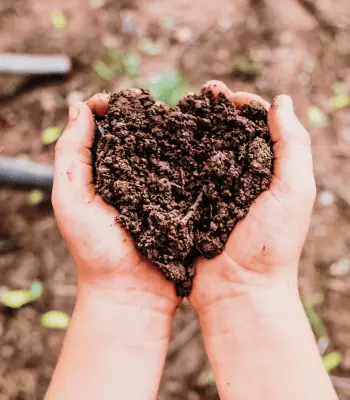 Ihr Gartenprojekt muss nicht warten – Bäume in Töpfen sofort pflanzbereit!