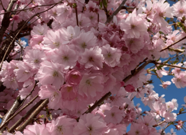 Baum mit rosa Blüten