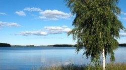 betula pendula