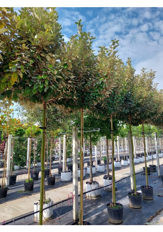 Wintergrüne Ölweide | Elaeagnus ebbingei