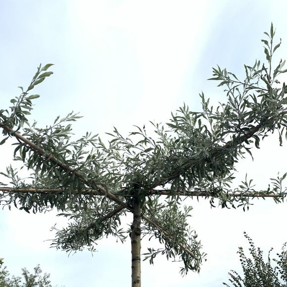 wildbirne dachbaum