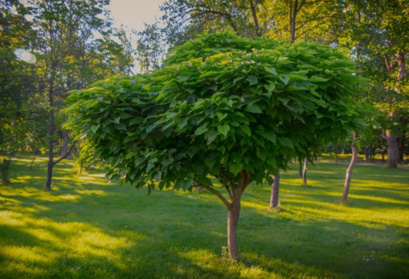 Catalpa bignonioides