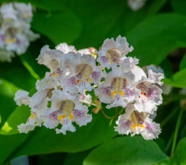 trompetenbaum blüten