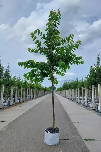 Süßkirsche 'Burlat' | Prunus avium 'Burlat'