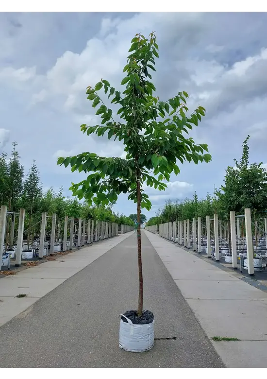 Süßkirsche 'Burlat' | Prunus avium 'Burlat'
