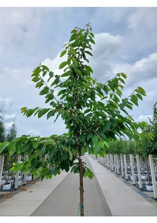 Süßkirsche 'burlat' | Prunus avium 'Burlat' Süßkirsche 'burlat' | Prunus avium 'Burlat'