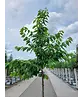 Süßkirsche 'burlat' | Prunus avium 'Burlat' Süßkirsche 'burlat' | Prunus avium 'Burlat'