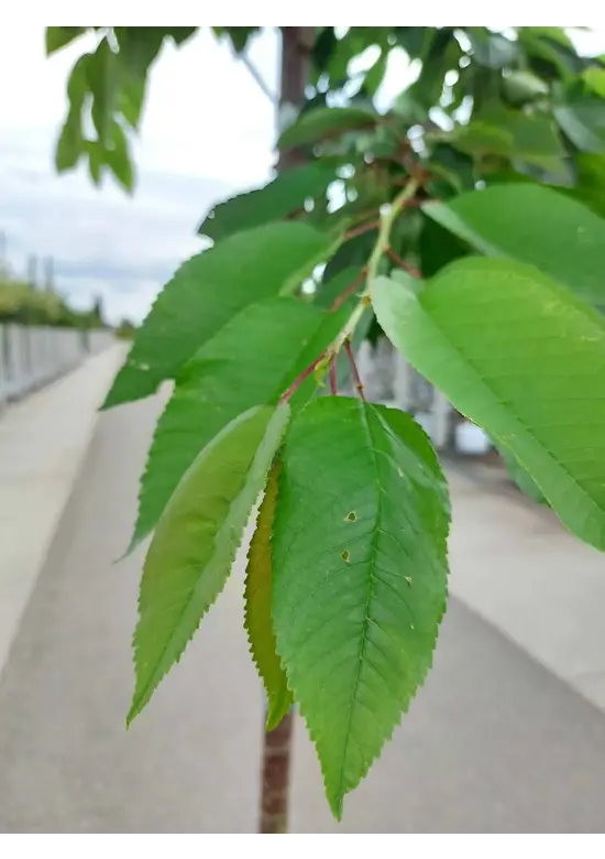 Süßkirsche 'burlat' | Prunus avium 'Burlat' Süßkirsche 'burlat' | Prunus avium 'Burlat'
