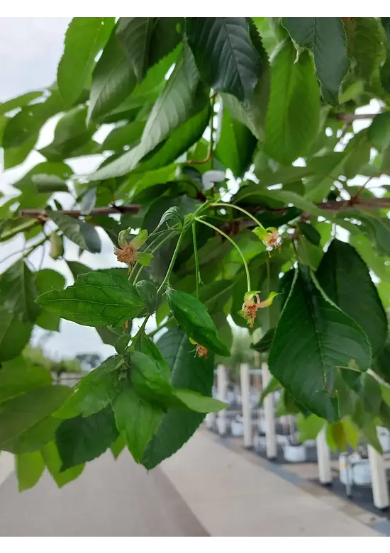 Süßkirsche 'burlat' | Prunus avium 'Burlat' Süßkirsche 'burlat' | Prunus avium 'Burlat'