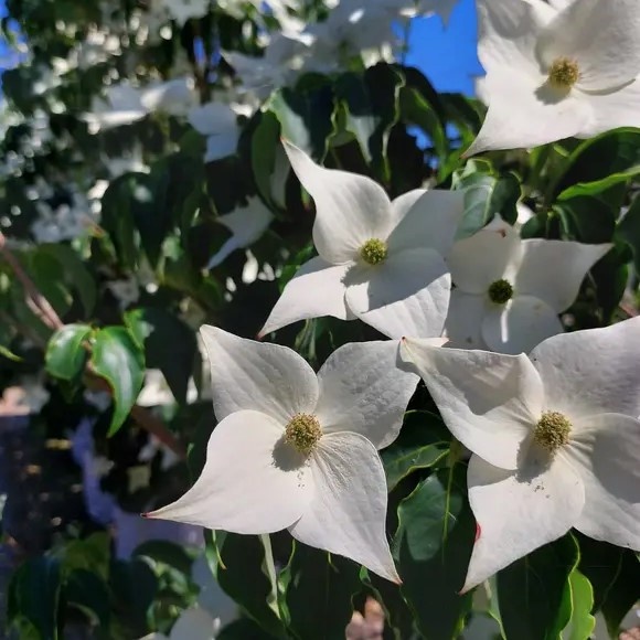 Chinesischer Blumenhartriegel