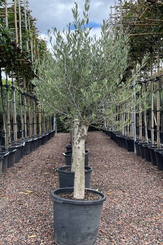 Olivenbaum 20-30 cm | Olea europaea