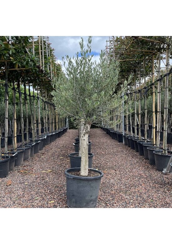 Olivenbaum 20-30 cm | Olea europaea
