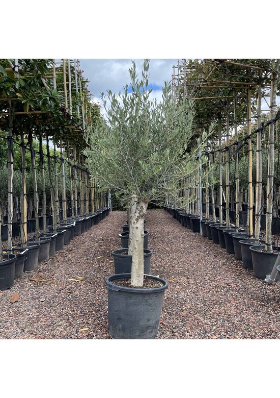 Olivenbaum 20-30 cm | Olea europaea