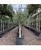 Venovi GmbH Olivenbaum 20-30 cm | Olea europaea