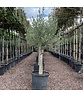 Olivenbaum 20-30 cm | Olea europaea
