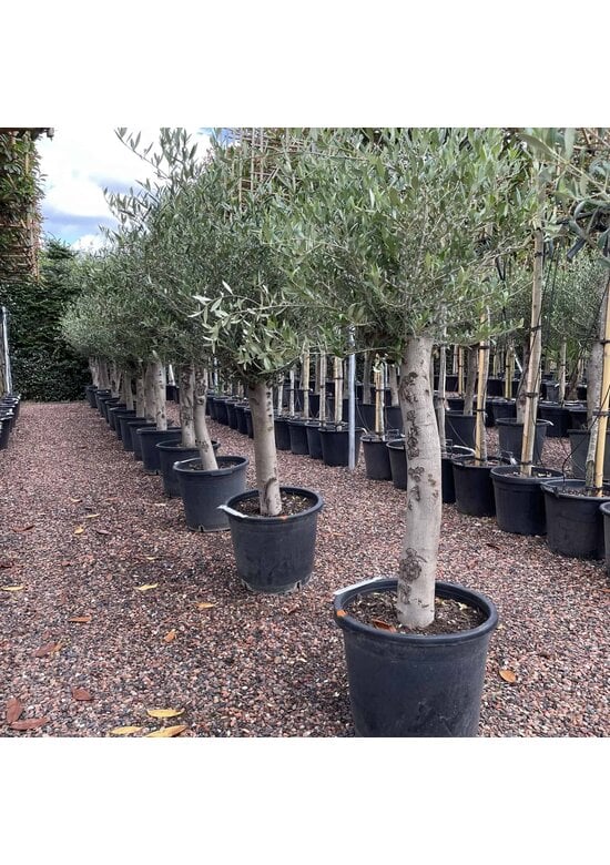 Olivenbaum 20-30 cm | Olea europaea