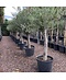 Venovi GmbH Olivenbaum 20-30 cm | Olea europaea