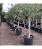 Olivenbaum 20-30 cm | Olea europaea Olivenbaum 20-30 cm | Olea europaea