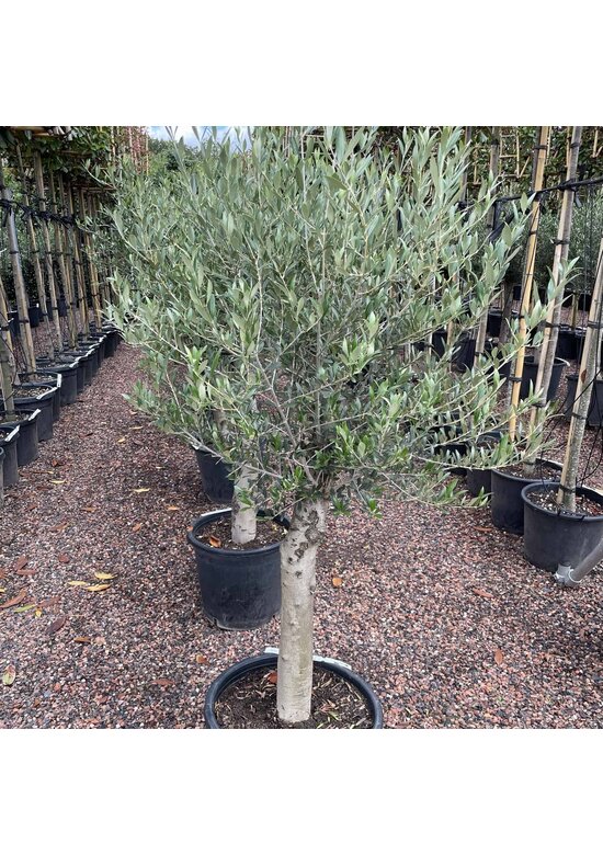 Olivenbaum 20-30 cm | Olea europaea