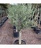 Olivenbaum 20-30 cm | Olea europaea Olivenbaum 20-30 cm | Olea europaea