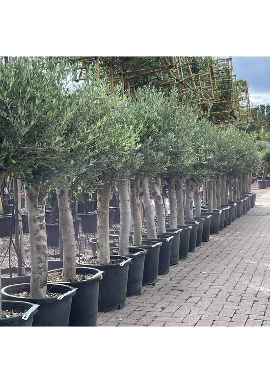 Olivenbaum 20-30 cm | Olea europaea