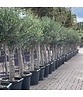 Olivenbaum 20-30 cm | Olea europaea Olivenbaum 20-30 cm | Olea europaea