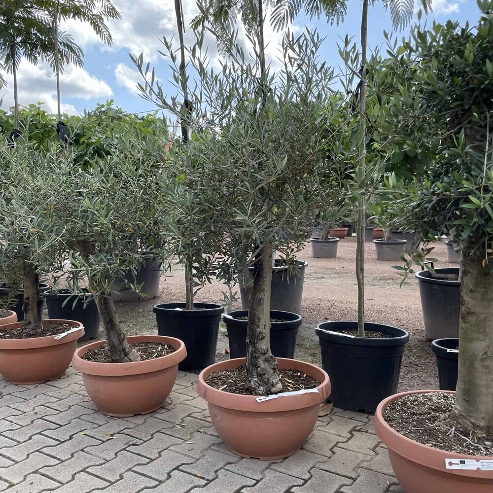 plante schefflera Schefflera arboricola 'Variegata' (Variegated Dwarf Umbrella Tree) –  Ricardo's Nursery main image 0