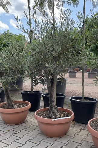 Olivenbaum 20-40 cm Dekoschale | Olea europaea Olivenbaum 20-40 cm Dekoschale | Olea europaea