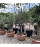 Olivenbaum 20-40 cm Dekoschale | Olea europaea