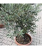 Olivenbaum 20-40 cm Dekoschale | Olea europaea