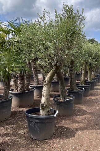 Olivenbaum Verdial 40-60 cm | Olea europaea