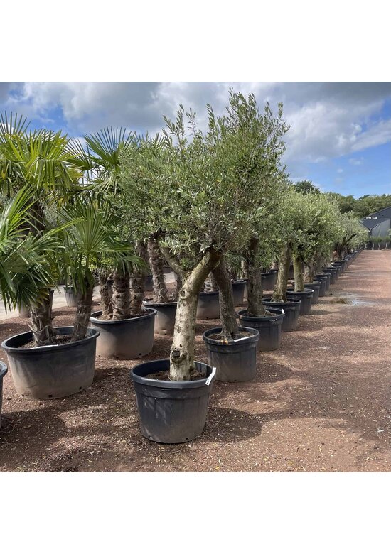Olivenbaum Verdial 40-60 cm | Olea europaea