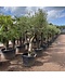 Olivenbaum Verdial 40-60 cm | Olea europaea