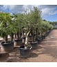 Olivenbaum Verdial 40-60 cm | Olea europaea