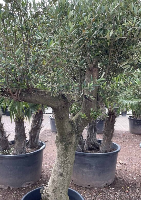 wie alt ist der olivenbaum Echter, 300 Jahre alter Olivenbaum 260 cm Hhe, dicke Stmme, beste  Qualitt. Winterhart