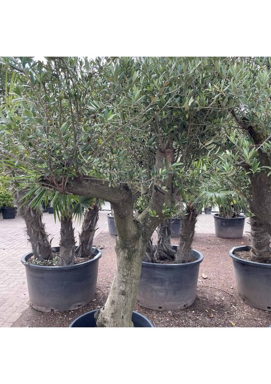 Olivenbaum Verdial 40-60 cm | Olea europaea