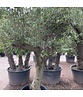 Olivenbaum Verdial 40-60 cm | Olea europaea