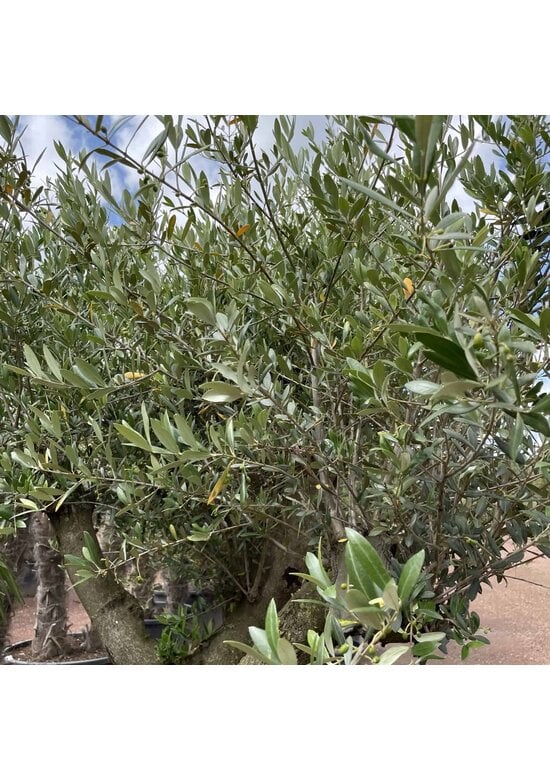 Olivenbaum Verdial 40-60 cm | Olea europaea