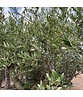 Olivenbaum 50-60 cm Verzweigt | Olea europaea